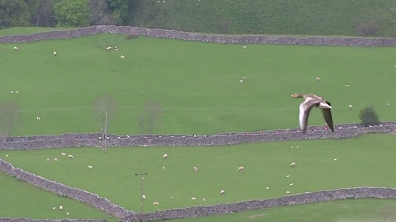Tour de Yorkshire 2019 - Stage 4 [FULL STAGE]